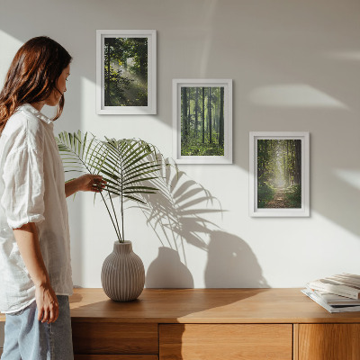 Conjunto de molduras com imagens Florestas verdes com raios de luz e uma trilha na mata.