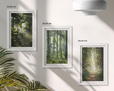 Conjunto de molduras com imagens Florestas verdes com raios de luz e uma trilha na mata.