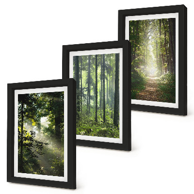 Conjunto de molduras com imagens Florestas verdes com raios de luz e uma trilha na mata.