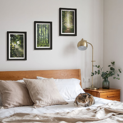 Conjunto de molduras com imagens Florestas verdes com raios de luz e uma trilha na mata.