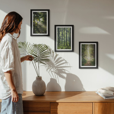 Conjunto de molduras com imagens Florestas verdes com raios de luz e uma trilha na mata.