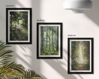 Conjunto de molduras com imagens Florestas verdes com raios de luz e uma trilha na mata.