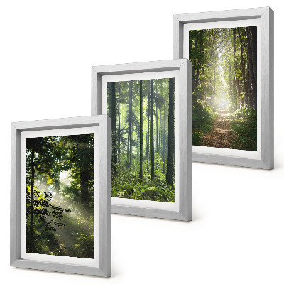Conjunto de molduras com imagens Florestas verdes com raios de luz e uma trilha na mata.