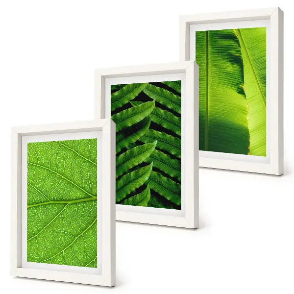 Conjunto de quadros com imagens de folhas tropicais em close-up