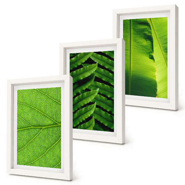 Conjunto de molduras com imagens Imagens em close-up de folhas tropicais