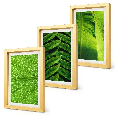 Conjunto de quadros com imagens de folhas tropicais em close-up