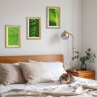 Conjunto de molduras com imagens Imagens em close-up de folhas tropicais