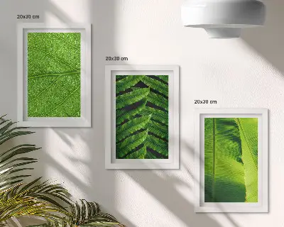 Conjunto de quadros com imagens de folhas tropicais em close-up
