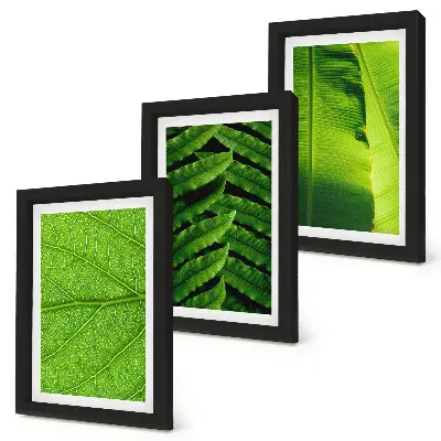 Conjunto de quadros com imagens de folhas tropicais em close-up