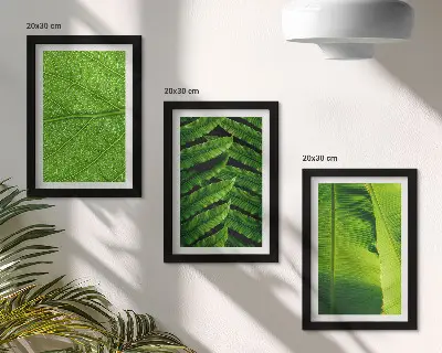 Conjunto de quadros com imagens de folhas tropicais em close-up