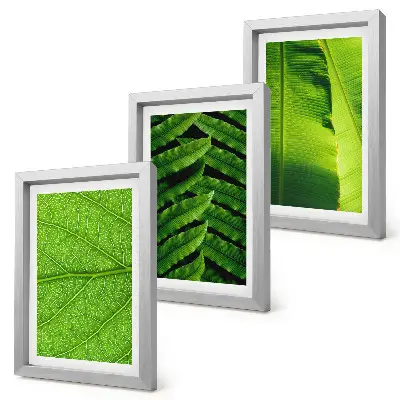 Conjunto de quadros com imagens de folhas tropicais em close-up
