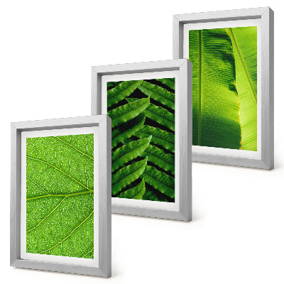 Conjunto de molduras com imagens Imagens em close-up de folhas tropicais