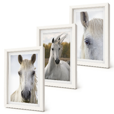 Conjunto de 3 quadros decorativos Cavalos brancos em diversas poses contra um fundo natural.