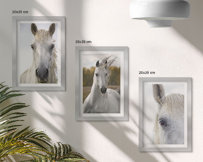 Conjunto de 3 quadros decorativos Cavalos brancos em diversas poses contra um fundo natural.