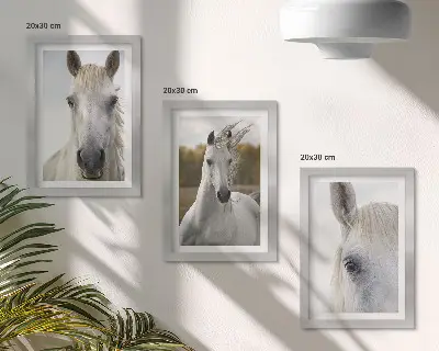 Conjunto de 3 quadros decorativos com cavalos brancos em diversas poses em fundo natural