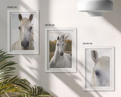 Conjunto de 3 quadros decorativos Cavalos brancos em diversas poses contra um fundo natural.
