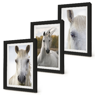 Conjunto de 3 quadros decorativos Cavalos brancos em diversas poses contra um fundo natural.
