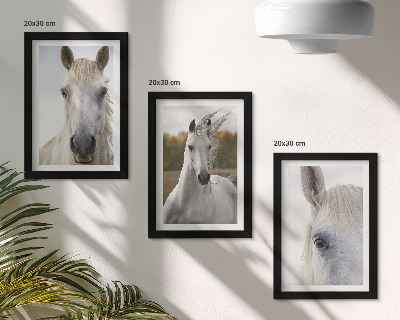 Conjunto de 3 quadros decorativos Cavalos brancos em diversas poses contra um fundo natural.