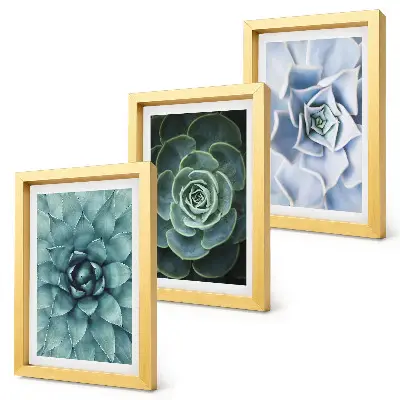 Conjunto de 3 quadros decorativos com estampas de plantas suculentas em tons de verde e turquesa