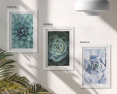 Conjunto de 3 quadros decorativos Plantas suculentas em tons de verde e turquesa.