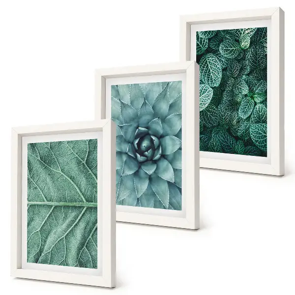 Conjunto de molduras com imagens de plantas imagens em close-up de suculentas e folhas