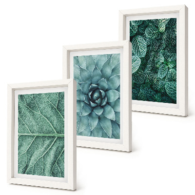Conjunto de molduras com imagens Imagens em close-up de plantas suculentas e folhas.