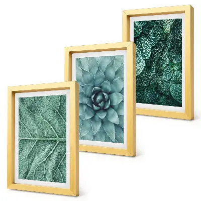 Conjunto de molduras com imagens de plantas imagens em close-up de suculentas e folhas