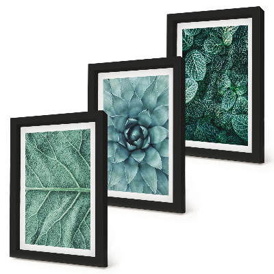 Conjunto de molduras com imagens Imagens em close-up de plantas suculentas e folhas.