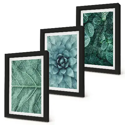 Conjunto de molduras com imagens de plantas imagens em close-up de suculentas e folhas