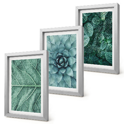 Conjunto de molduras com imagens Imagens em close-up de plantas suculentas e folhas.