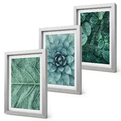 Conjunto de molduras com imagens de plantas imagens em close-up de suculentas e folhas