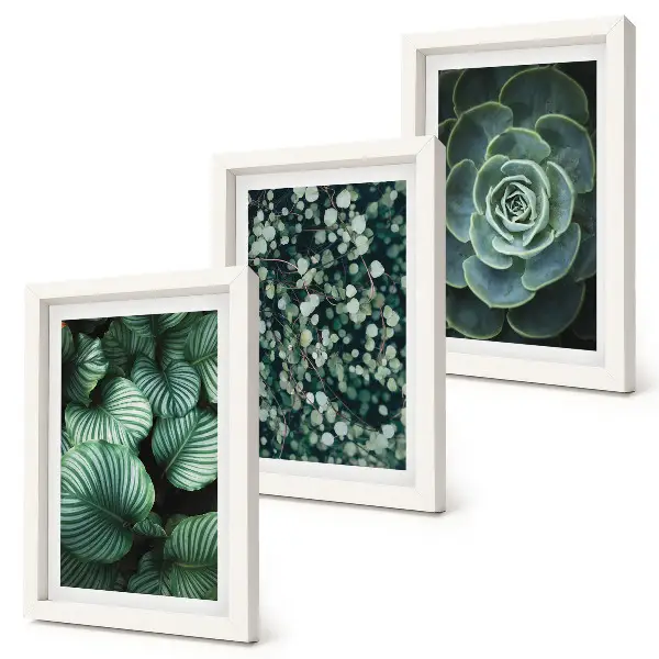 Conjunto de molduras com imagens de plantas folhosas verdes e suculentas estilosas