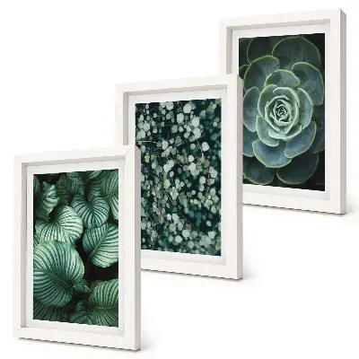 Conjunto de molduras com imagens de plantas folhosas verdes e suculentas estilosas