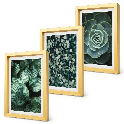 Conjunto de molduras com imagens de plantas folhosas verdes e suculentas estilosas