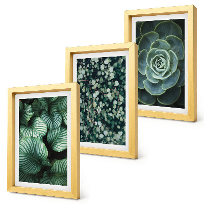 Conjunto de molduras com imagens Plantas folhosas verdes e suculentas estilosas