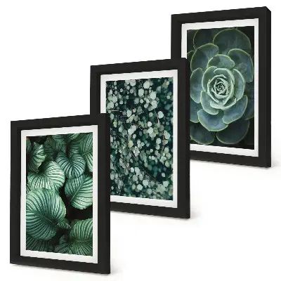 Conjunto de molduras com imagens de plantas folhosas verdes e suculentas estilosas