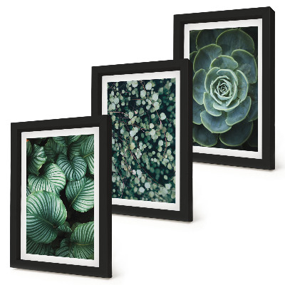 Conjunto de molduras com imagens Plantas folhosas verdes e suculentas estilosas