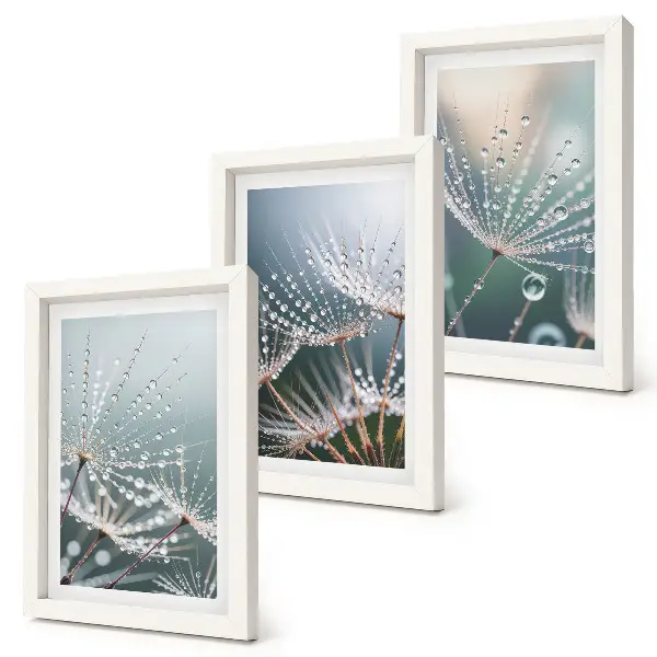 Conjunto de quadros com imagens gotas de água nos delicados brotos de dente-de-leão