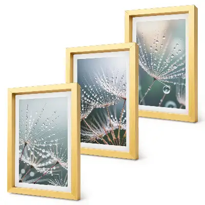 Conjunto de quadros com imagens gotas de água nos delicados brotos de dente-de-leão