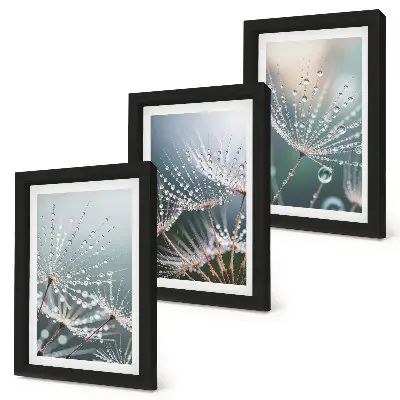 Conjunto de quadros com imagens gotas de água nos delicados brotos de dente-de-leão