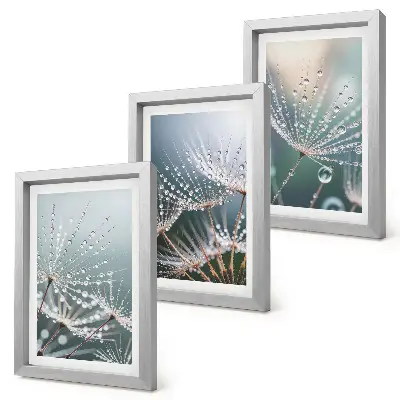 Conjunto de quadros com imagens gotas de água nos delicados brotos de dente-de-leão