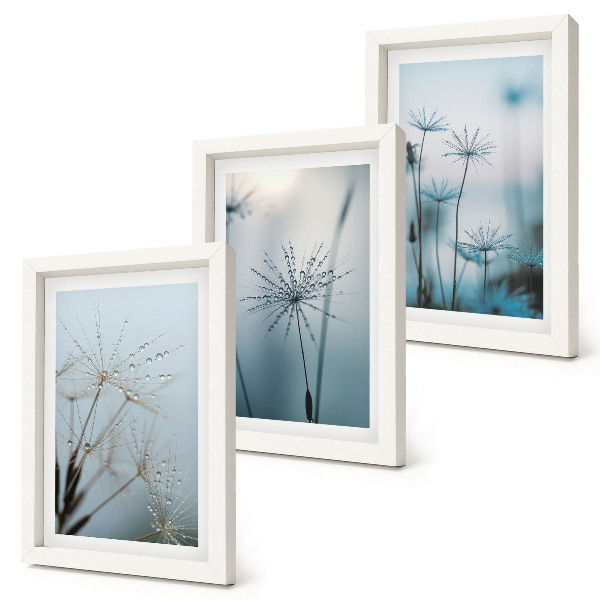 Conjunto de 3 quadros decorativos Dentes-de-leão delicados com gotas de água