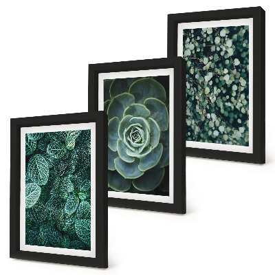 Conjunto de molduras com imagens Folhas verdes de plantas suculentas e galhos delicados