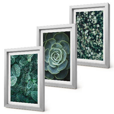 Conjunto de molduras com imagens Folhas verdes de plantas suculentas e galhos delicados