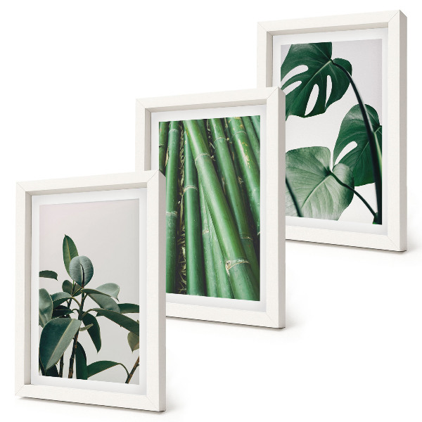 Conjunto de 3 quadros decorativos Caules de bambu, planta de interior, e folhas de monstera.