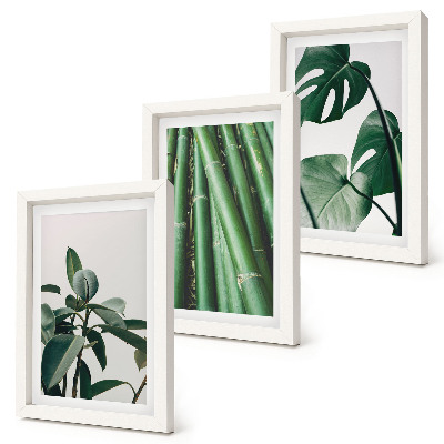 Conjunto de 3 quadros decorativos Caules de bambu, planta de interior, e folhas de monstera.