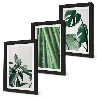 Conjunto de 3 quadros decorativos Caules de bambu, planta de interior, e folhas de monstera.