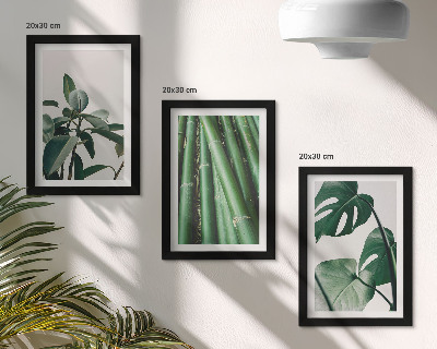 Conjunto de 3 quadros decorativos Caules de bambu, planta de interior, e folhas de monstera.