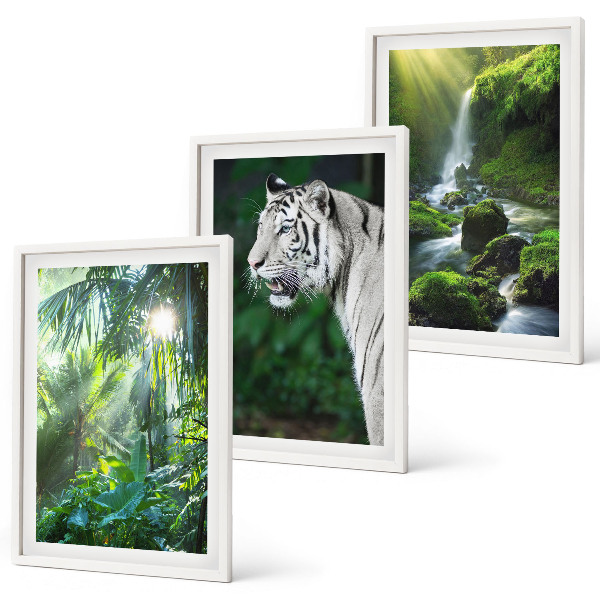 Conjunto de 3 quadros com moldura Cachoeira do tigre da selva