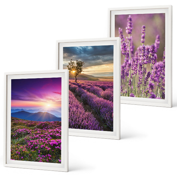 Composição de quadros moderna Pôr do sol nos campos de lavanda